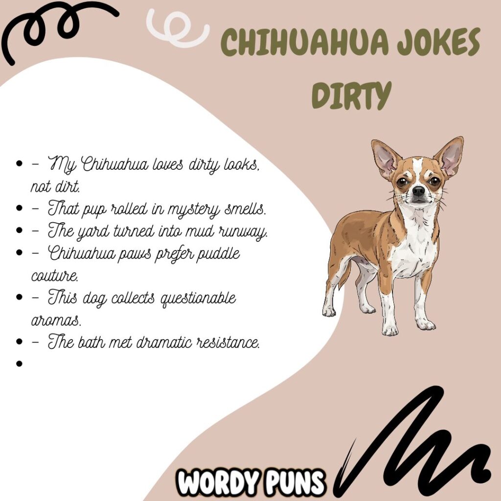 Chihuahua jokes dirty