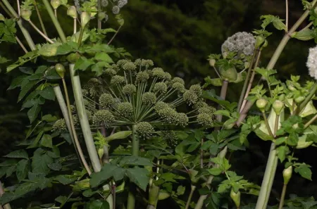 Choraka (Angelica glauca) Benefits, Uses, Remedies & Ayurvedic Importance